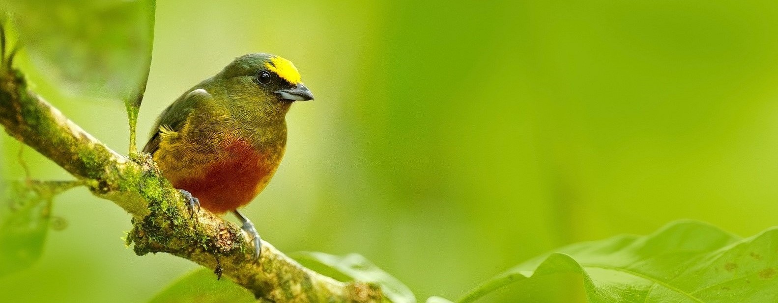 Panama Bird